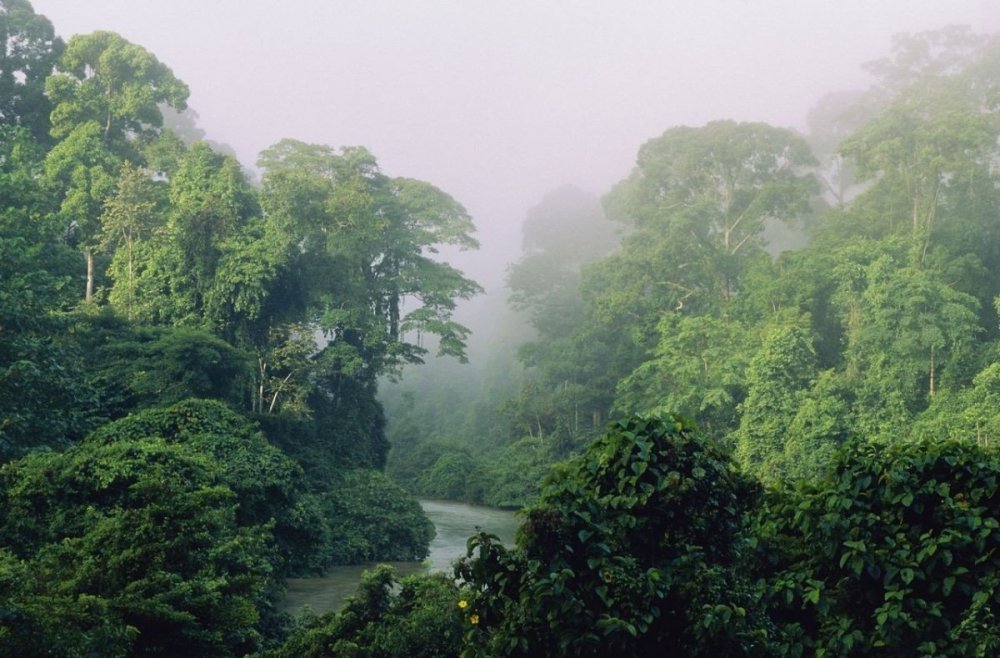 Влажные экваториальные леса Амазонии