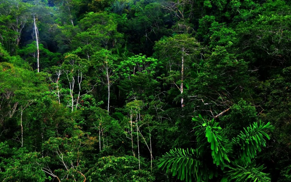Влажные тропические леса Ацинананы
