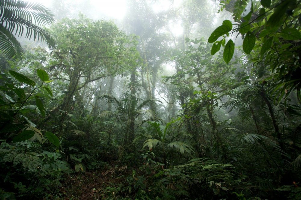 Экватор Саванна тропические леса