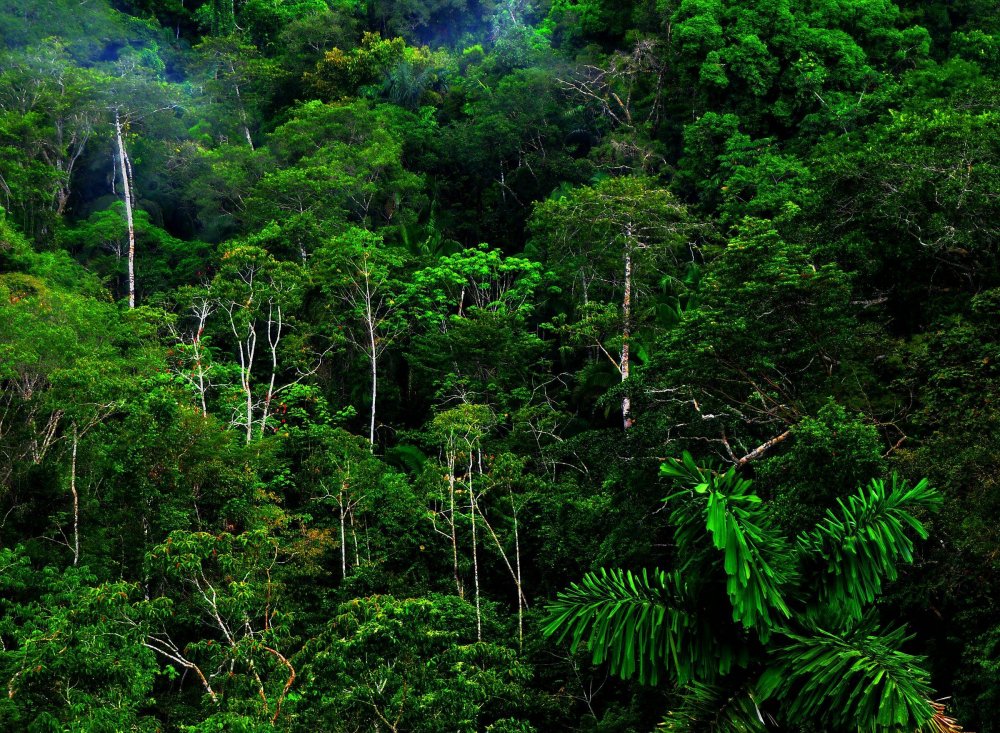 Дождевые леса Андаманских островов
