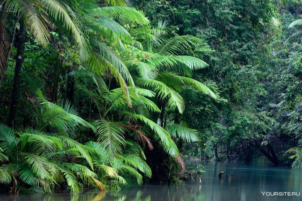 Тропический лес Дейнтри Австралия
