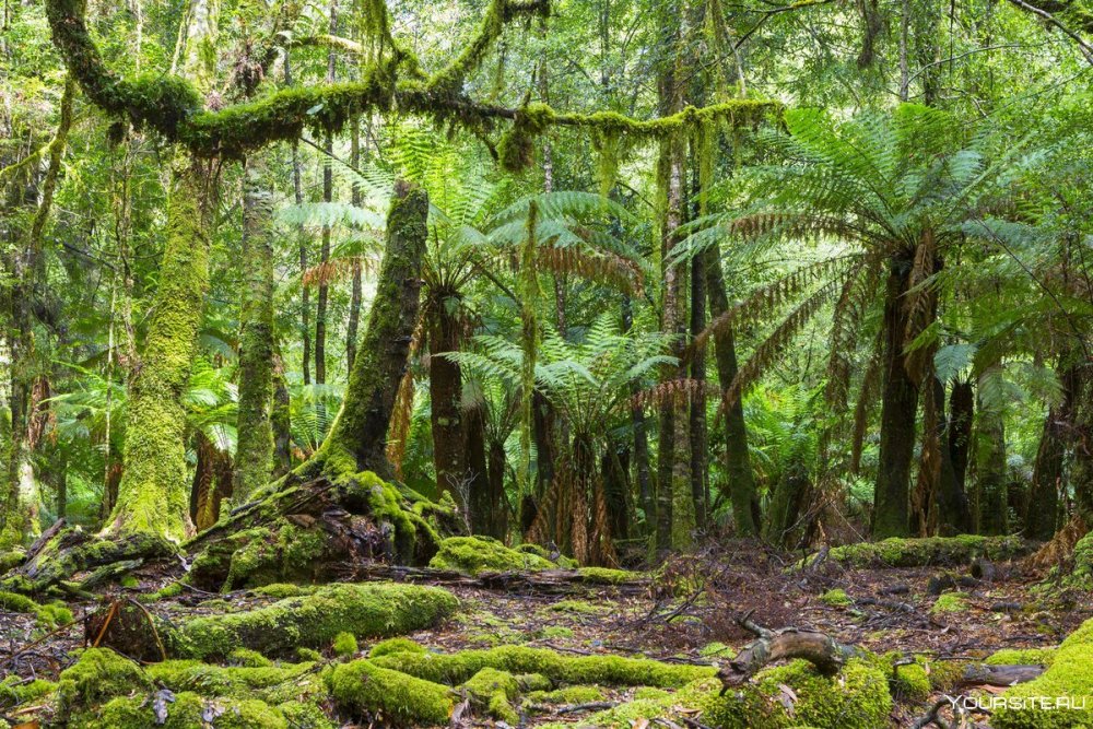 Тасмания Австралия джунгли