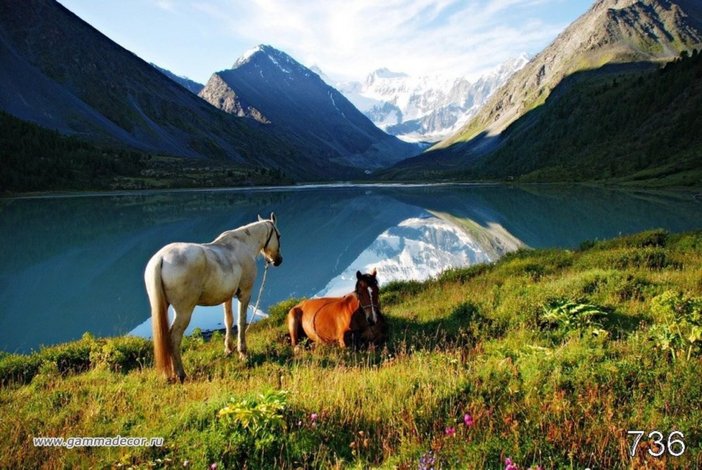 Алтай Кучерлинское озеро лошади