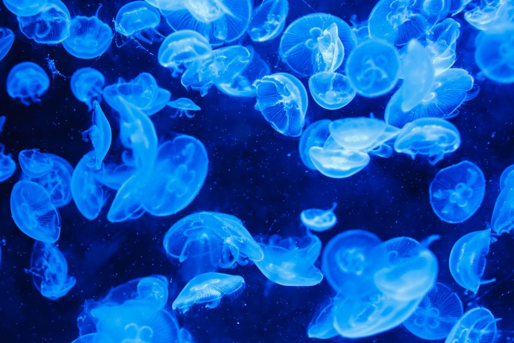 Люминесцентные медузы