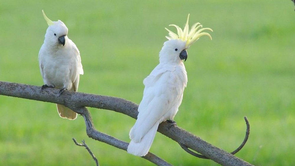 Попугай Какаду в Австралии