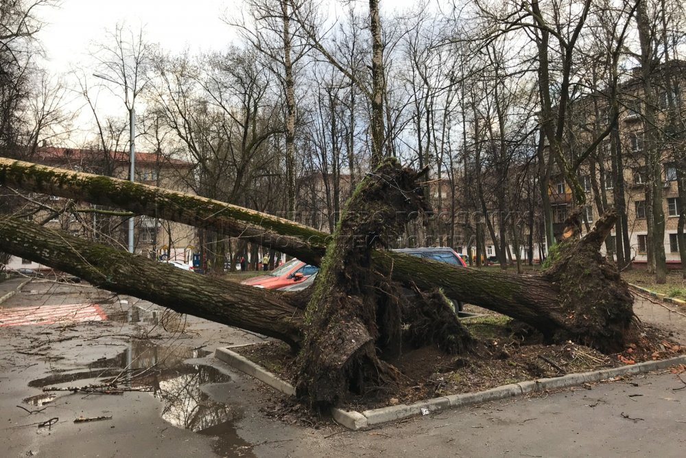 Ураган в Омске: «по улицам летали деревья»