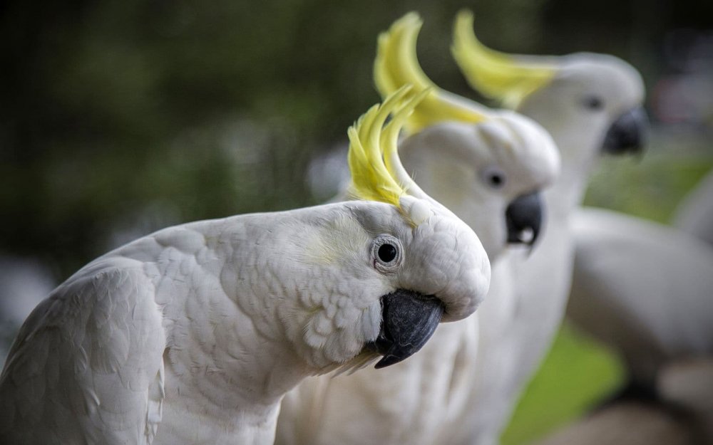 Попугай Африки Какаду