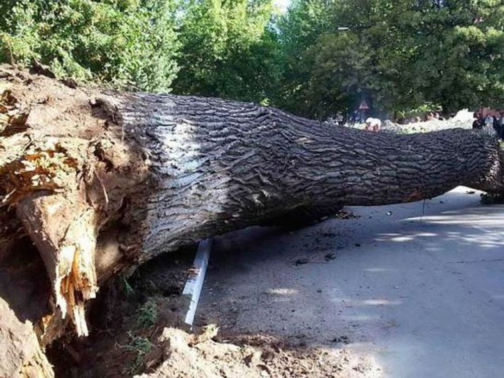 Поваленное дерево на дороге