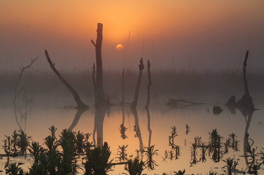 Закат на болоте