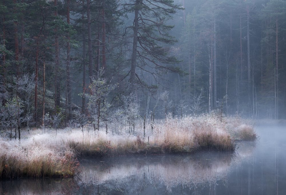 Красивое болото в тумане