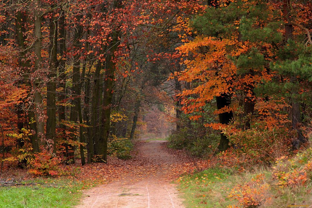 Осенний листопад осенний лес