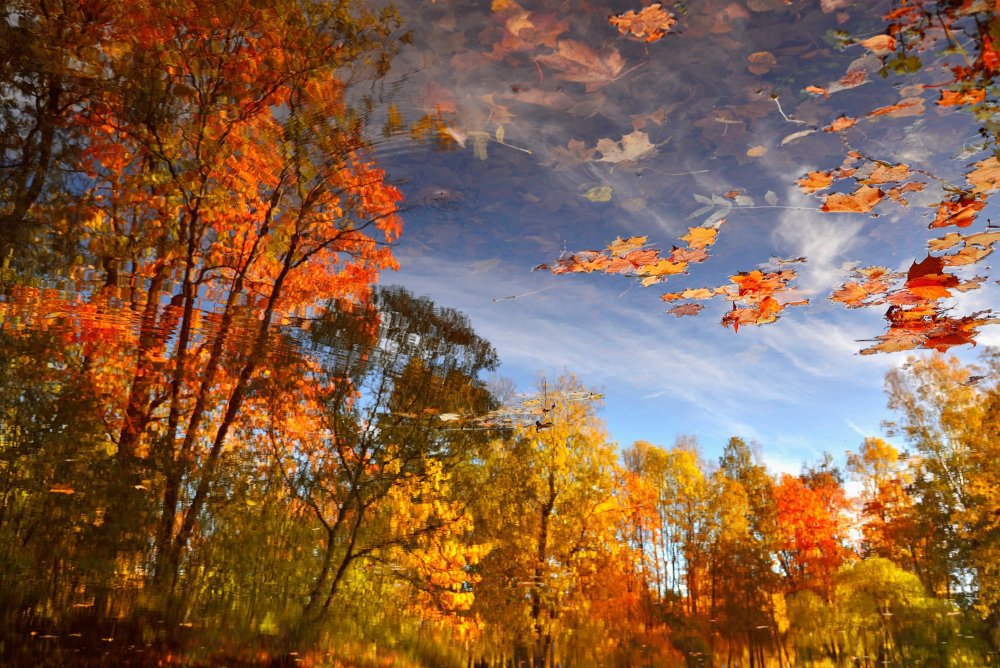 Осенний пейзаж листопад