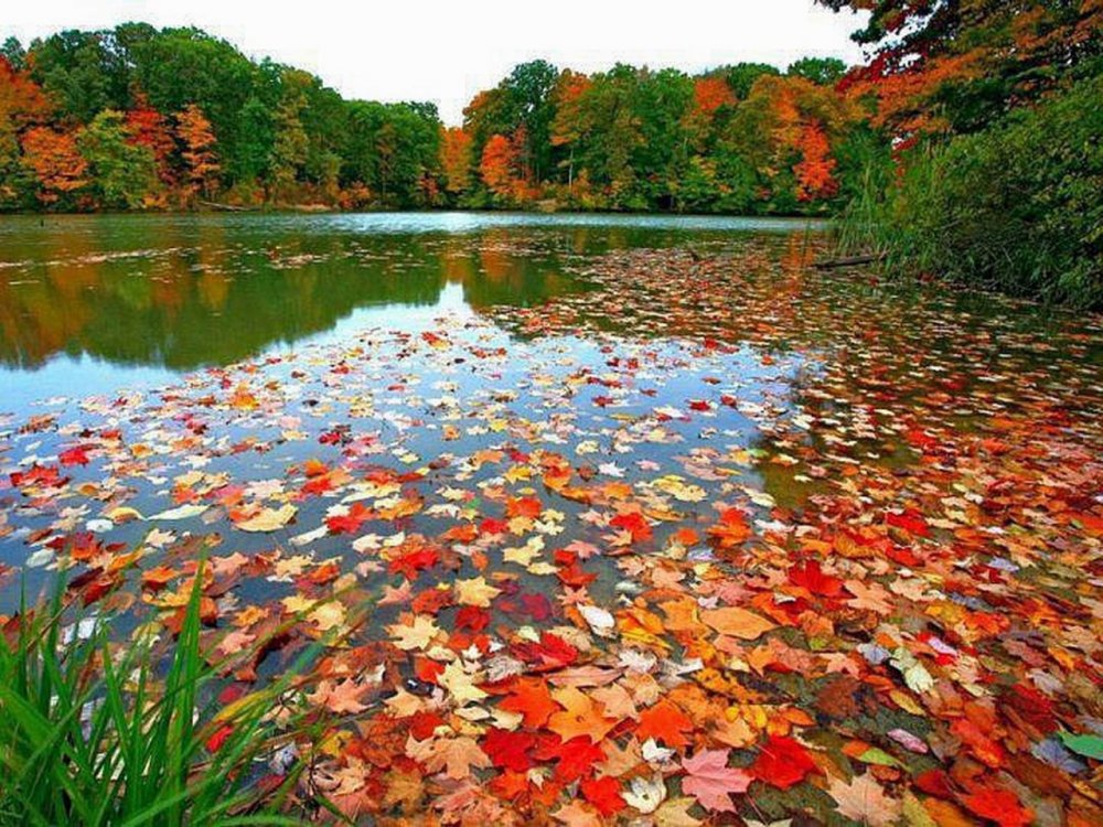 Осень пруд листья