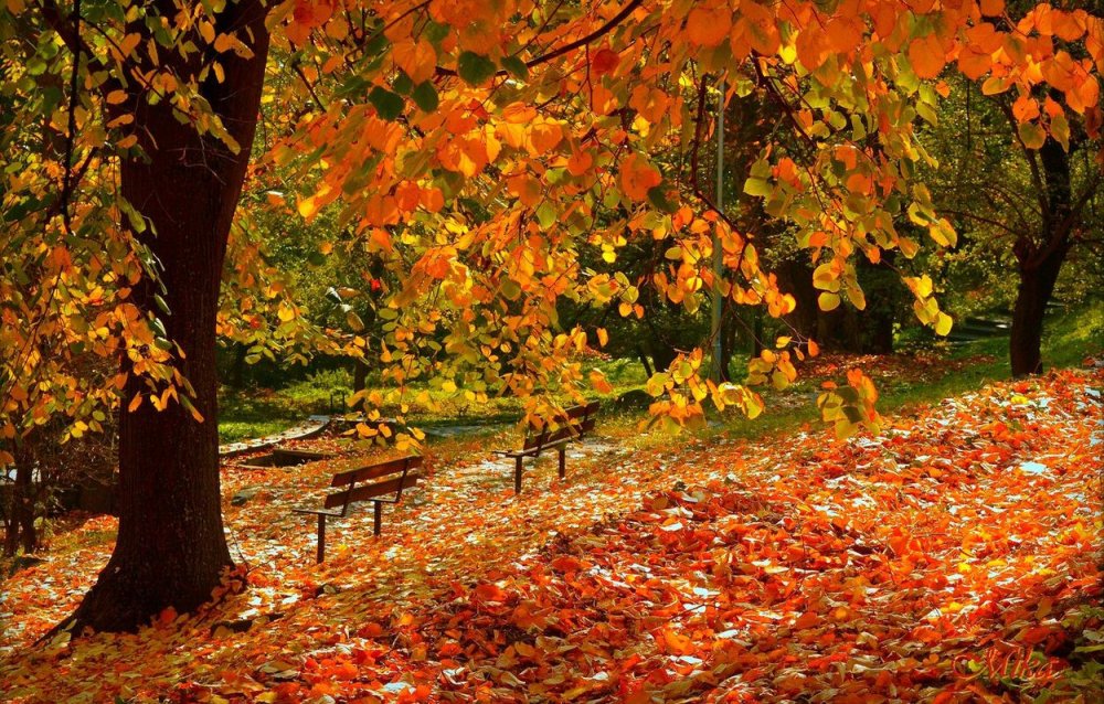 Золотая осень листопад