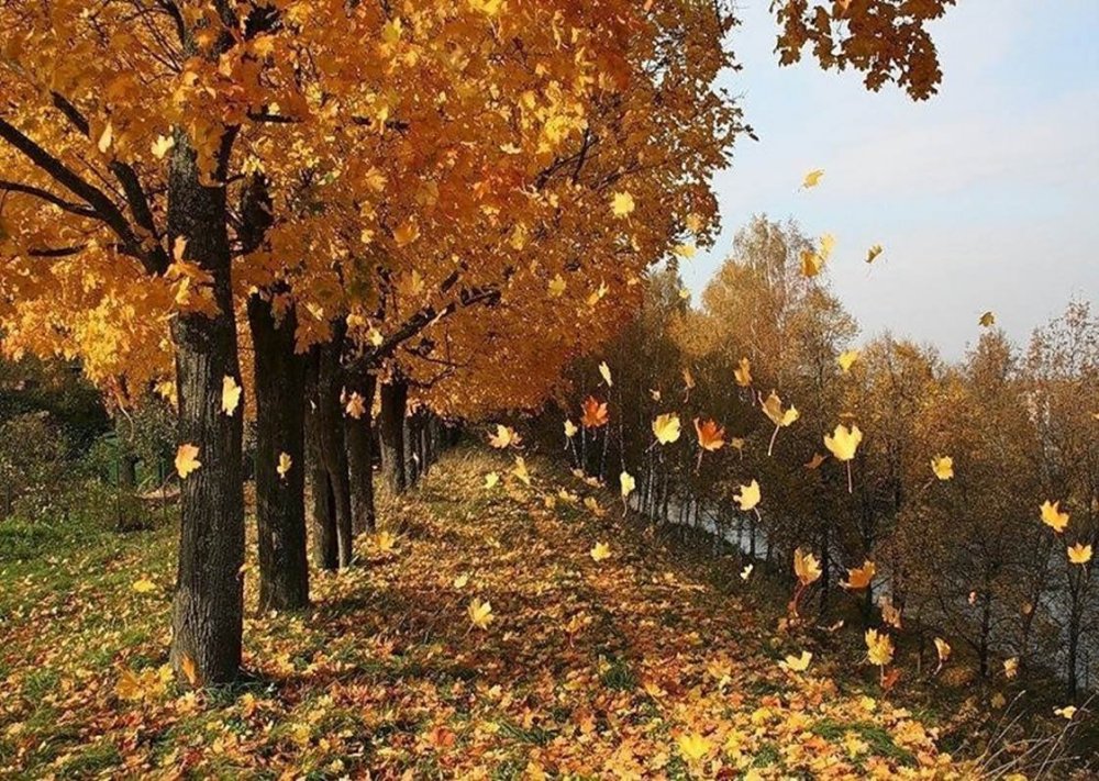 Осень опавшие листья