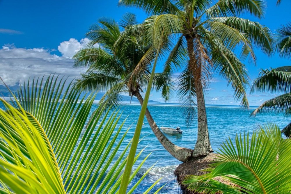 Океан пляж пальмы