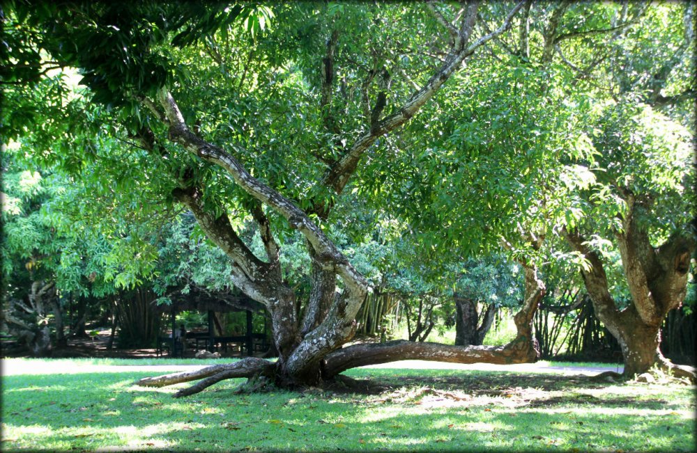 Ботанический сад Памплемус Маврикий