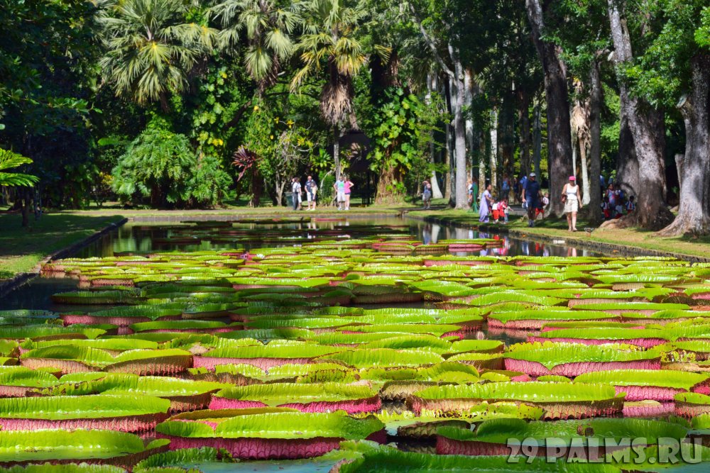 Ботанический сад Маврикий