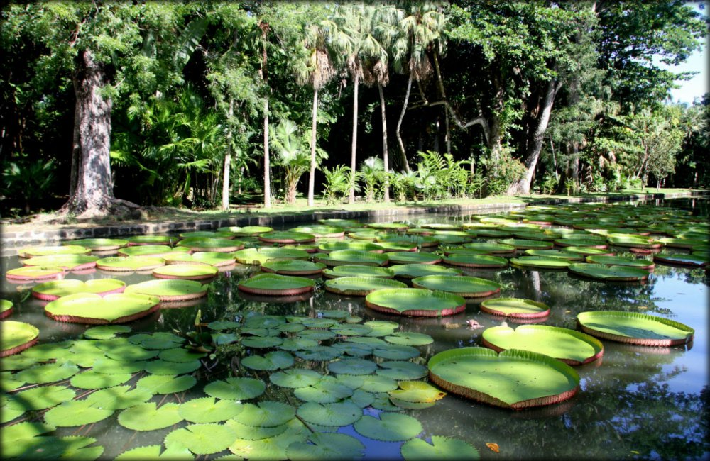 Маврикий национальный Ботанический сад Маврикия