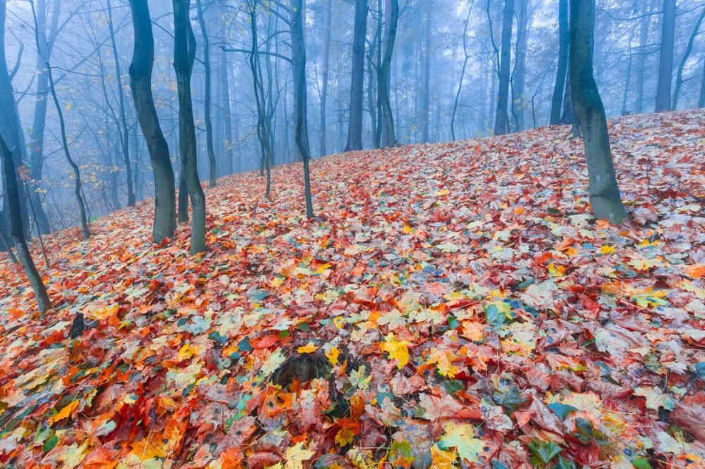 Опавшие листья в лесу
