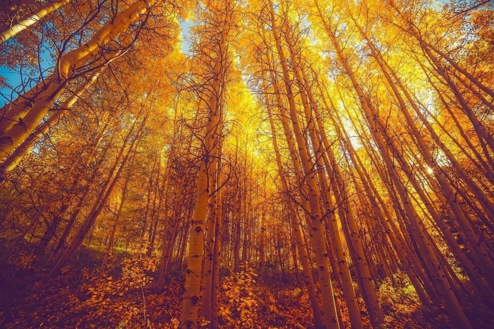 Желтый красивый лес