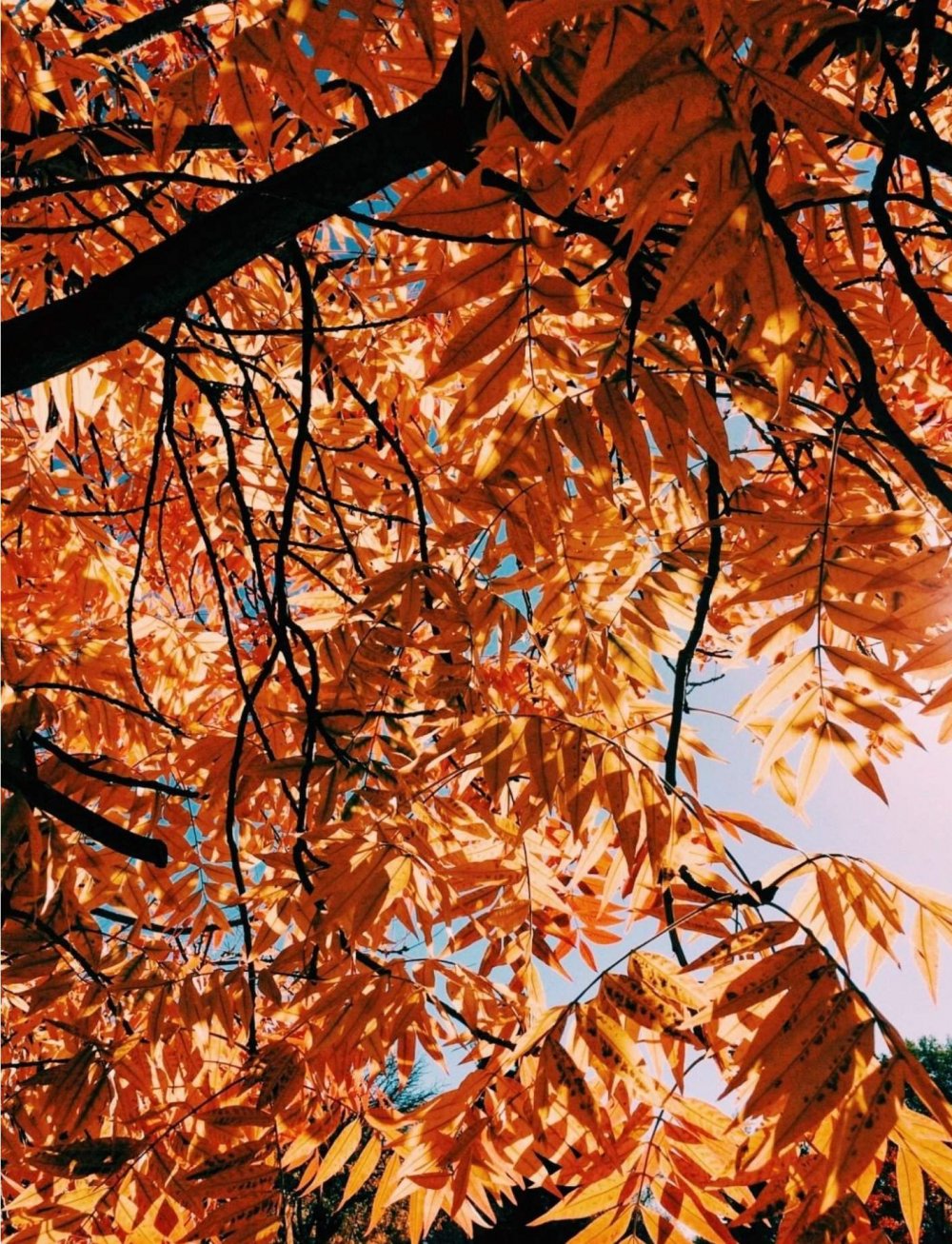 Оранжевая осень Эстетика