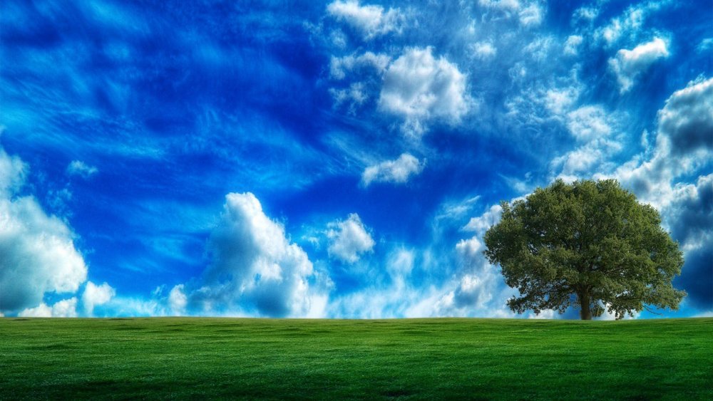 Дерево на фоне голубого неба