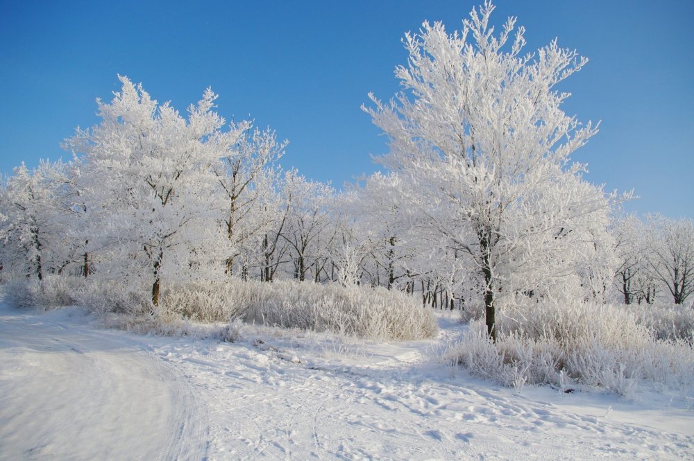 Красота зимы