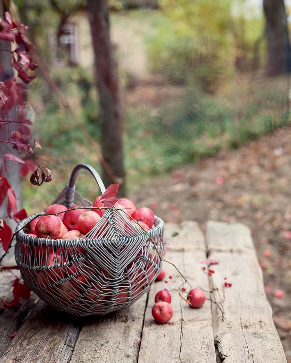 Осень сад яблоки