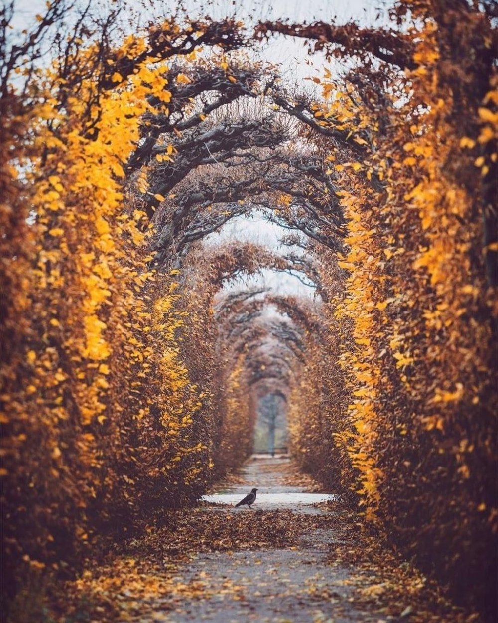 Осенний парк Австрия
