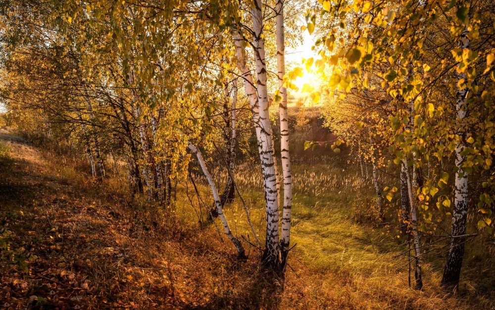 Русская природа осень