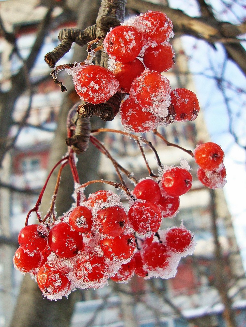 Зимняя ягода красная рябина