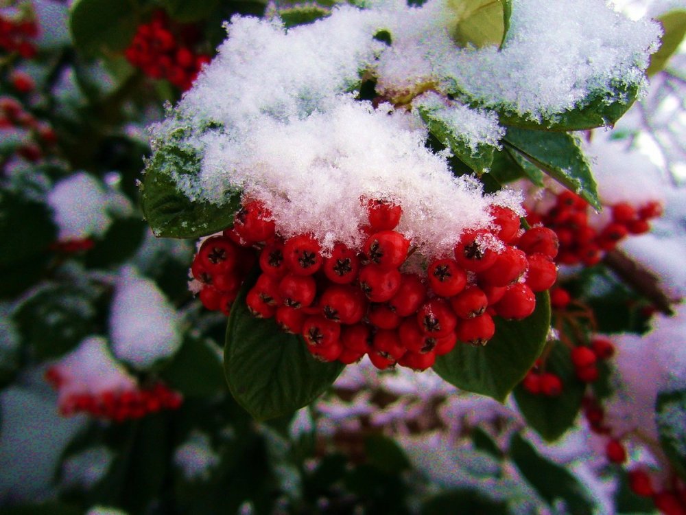 Калина (Viburnum) зимой