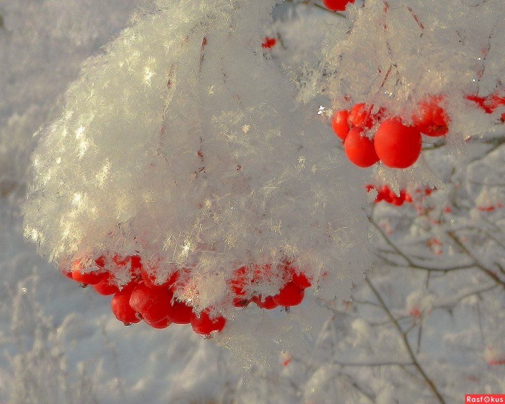 Красные ягоды на снегу