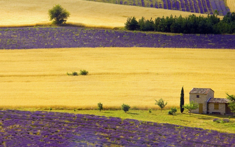 Лавандовые поля в Италии