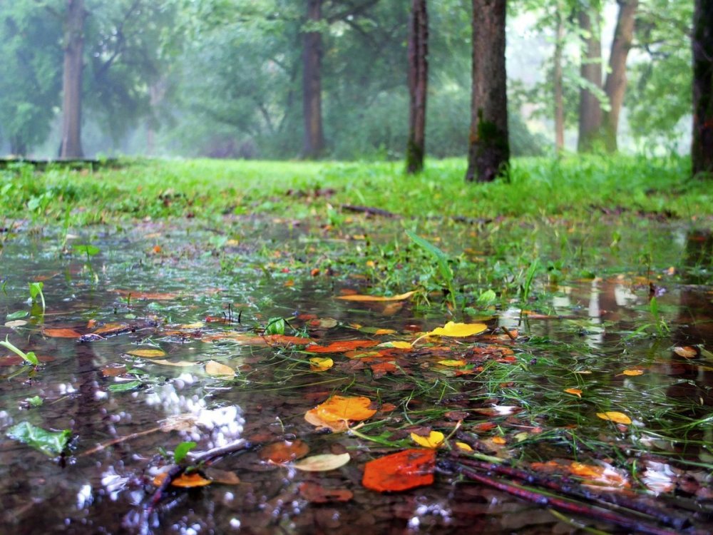Дождь в осеннем лесу