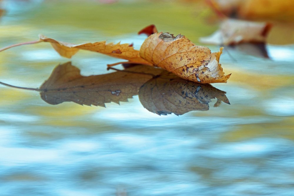Осенняя листва на воде