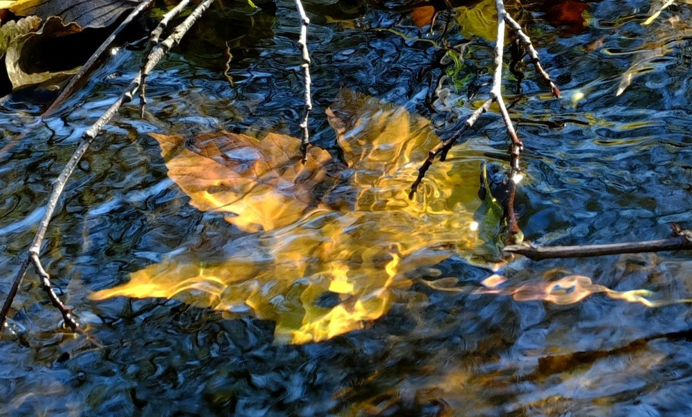 Осеннее отражение в воде