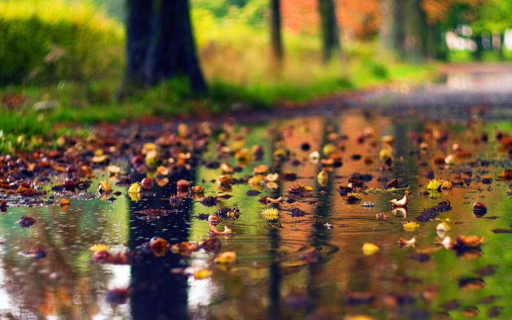 Осень мелкий дождь