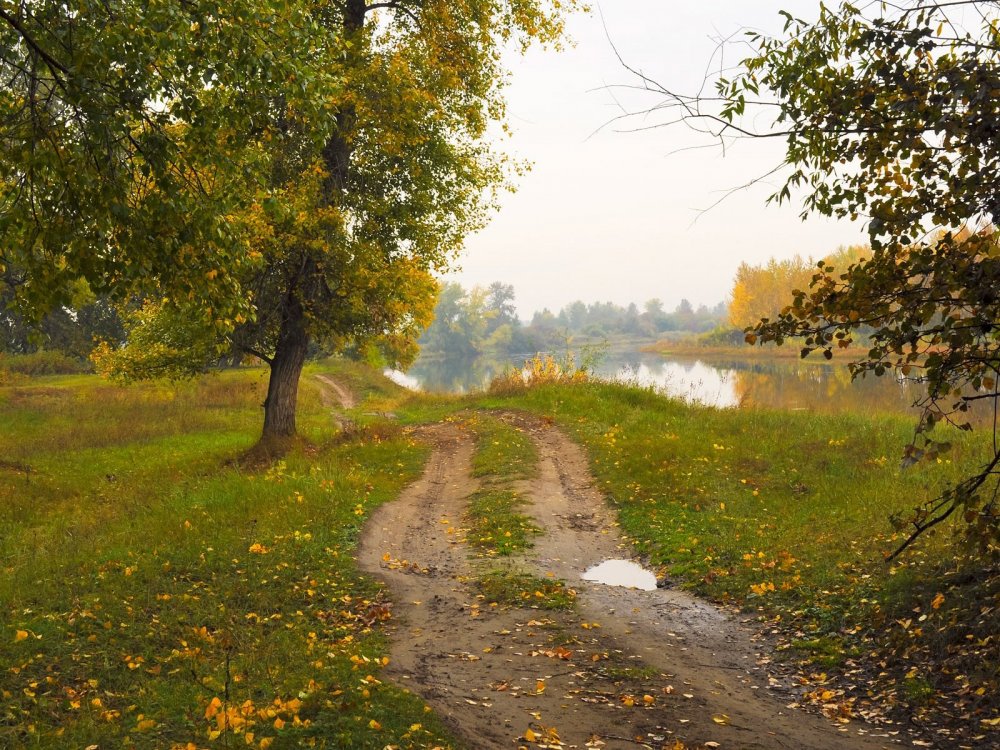 Осенняя Проселочная дорога