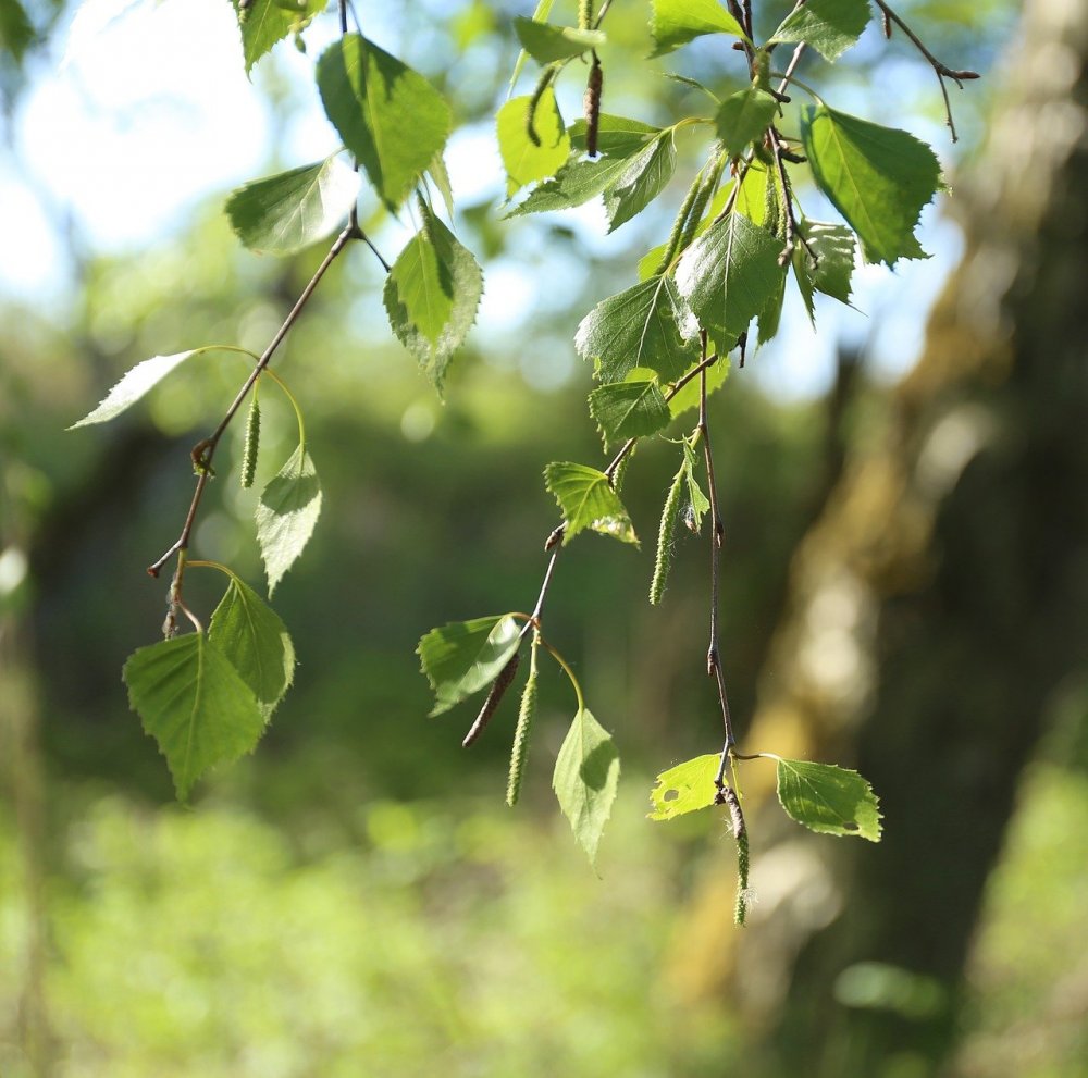 Веточка лиственного дерева береза