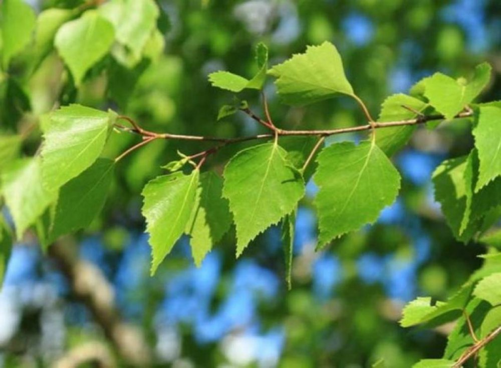 Дерево Березка веточка листочки