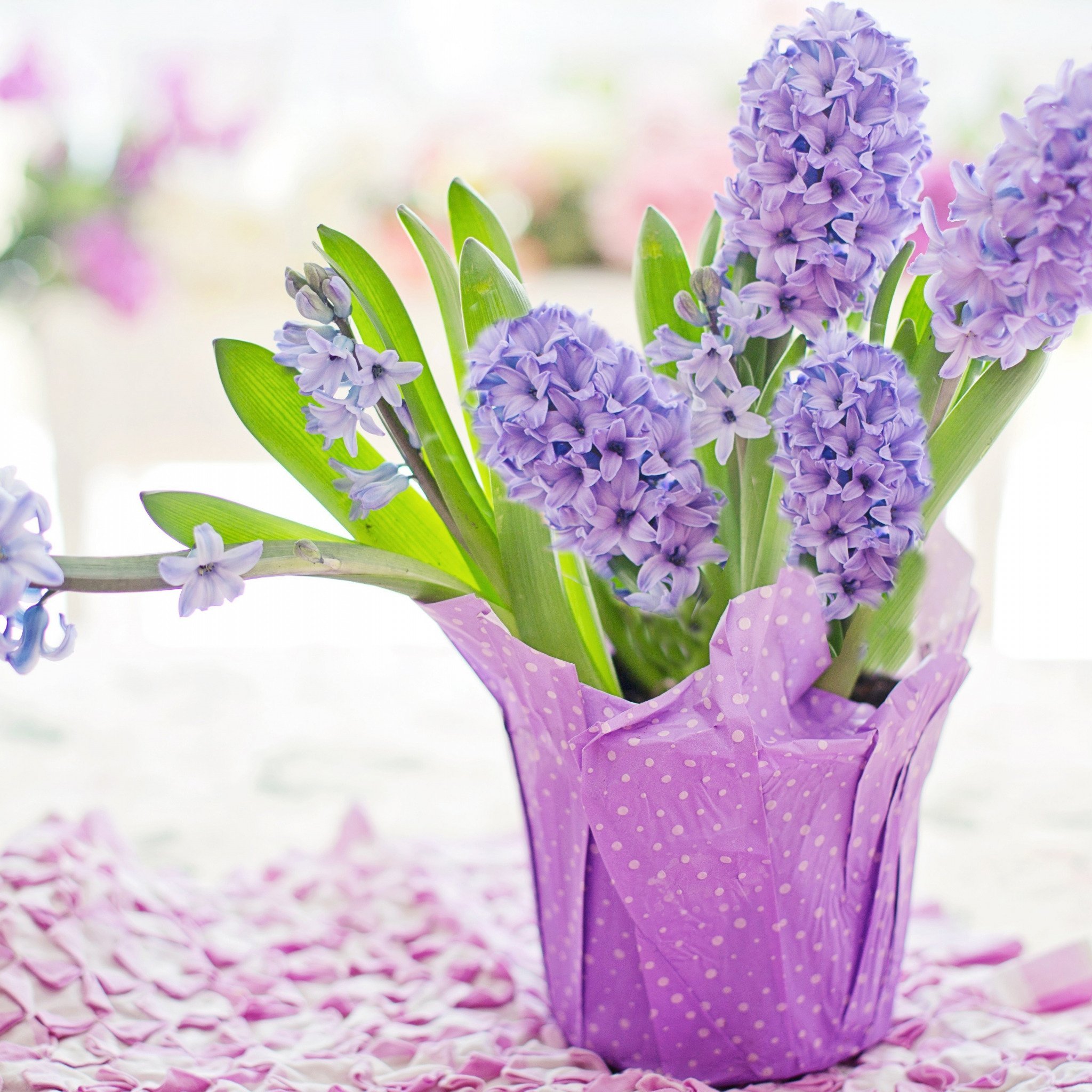 С весенним днем рождения женщине картинки красивые. Гиацинты цветы букет. Цветы крокусы и гиацинты. Тюльпаны крокусы гиацинты.
