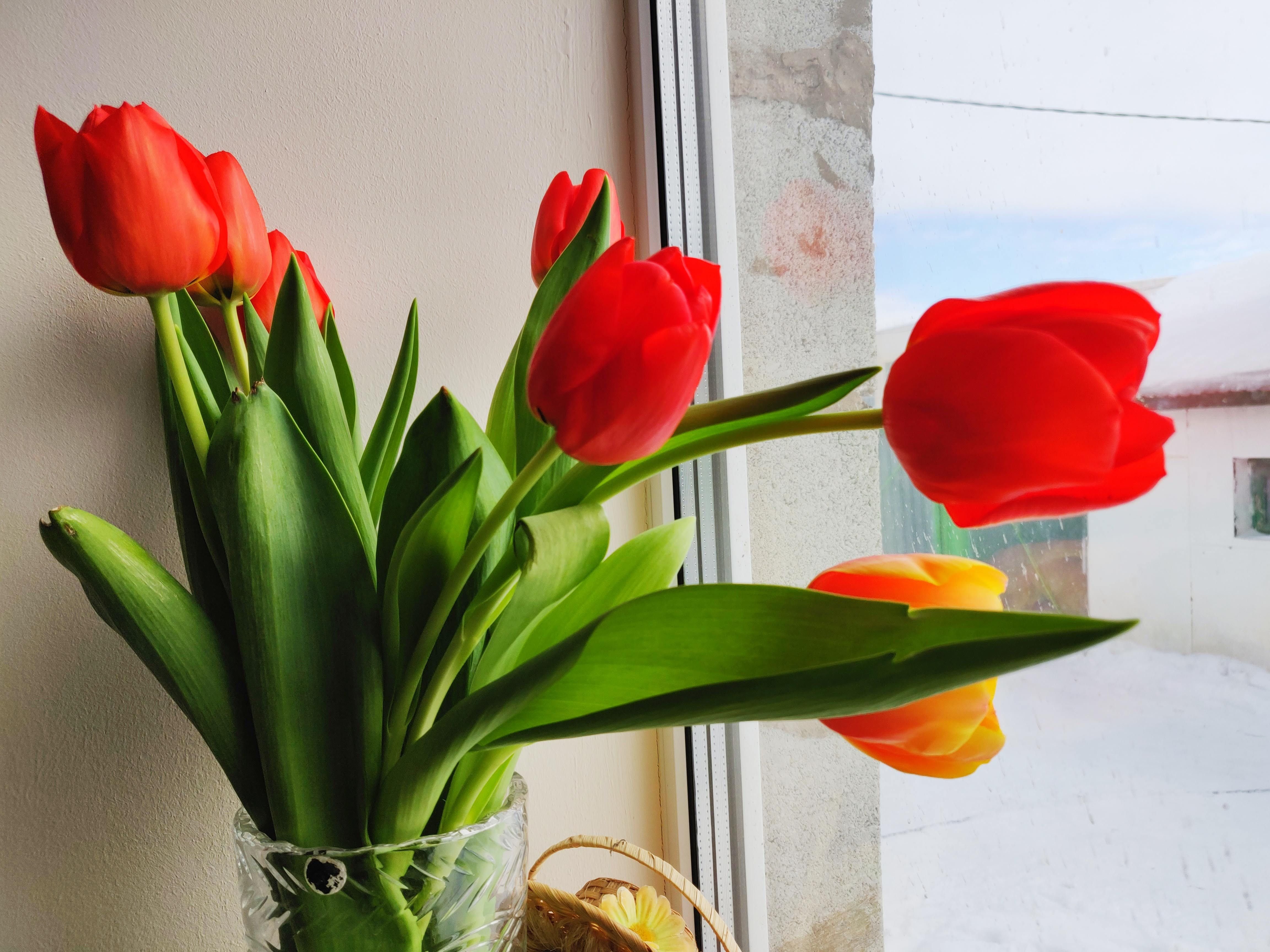 Растут ли тюльпаны в вазе. Букет тюльпанов в интерьере. Тюльпаны в вазе. Тюльпаны в вазе дома. Букет тюльпанов в домашней обстановке.