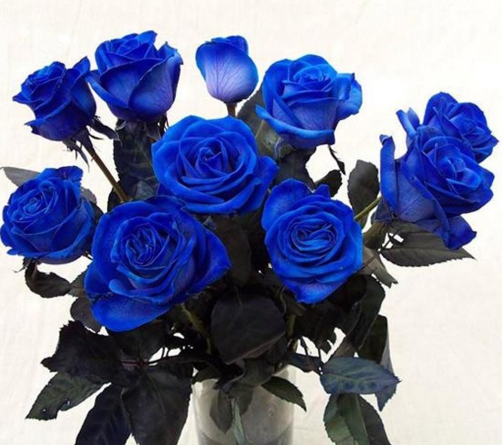 Синие розы 25 шт