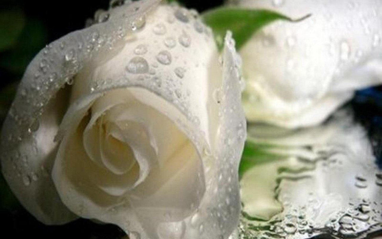 Я хочу туда где правят белые розы. Белые розы. Белые розы в каплях. Белые розы с каплями. Белые розы в росе.