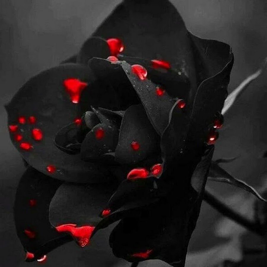 Черная роза арт