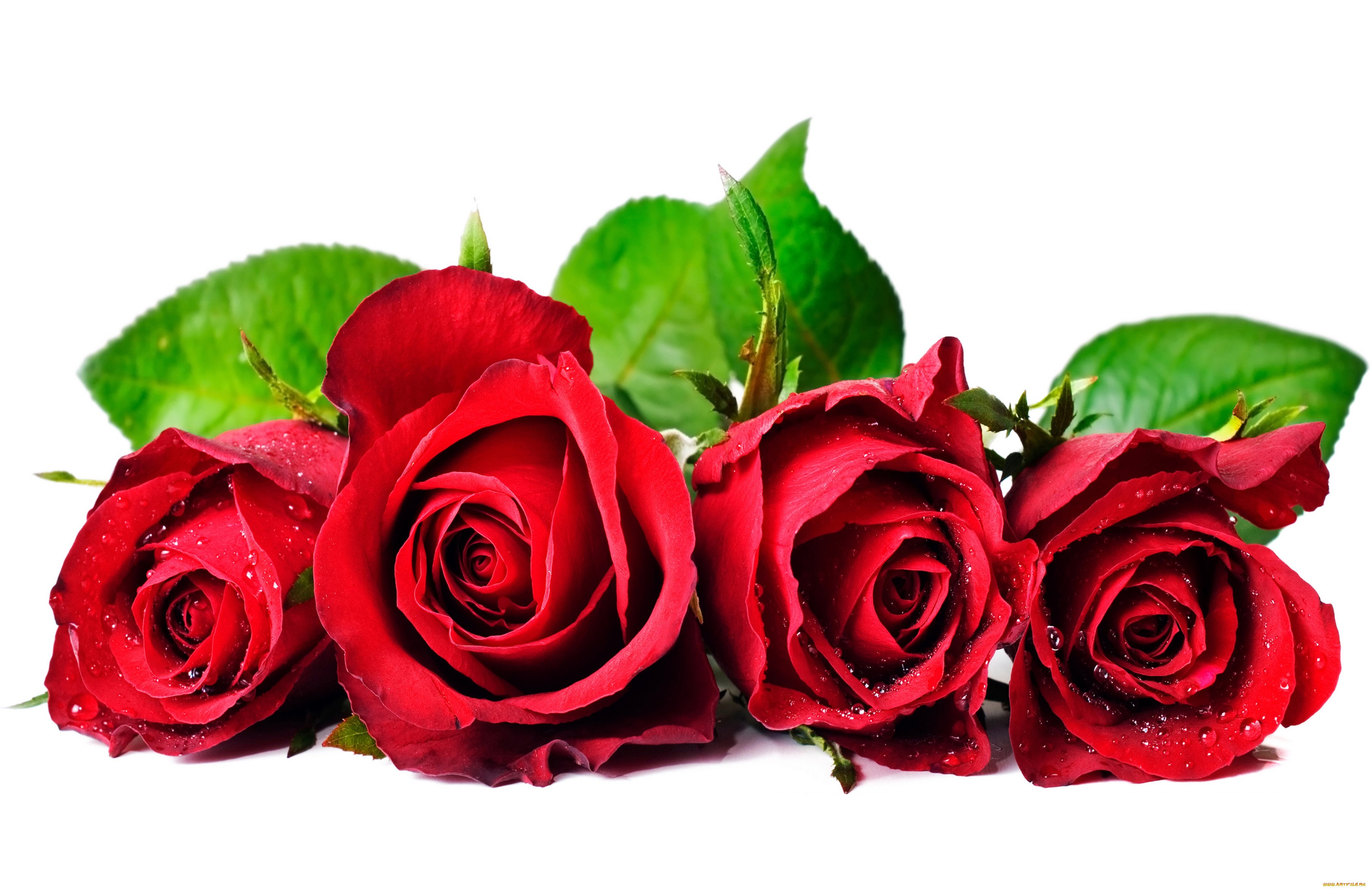 4 розочки. Красные розы. Цветы розы красные.
