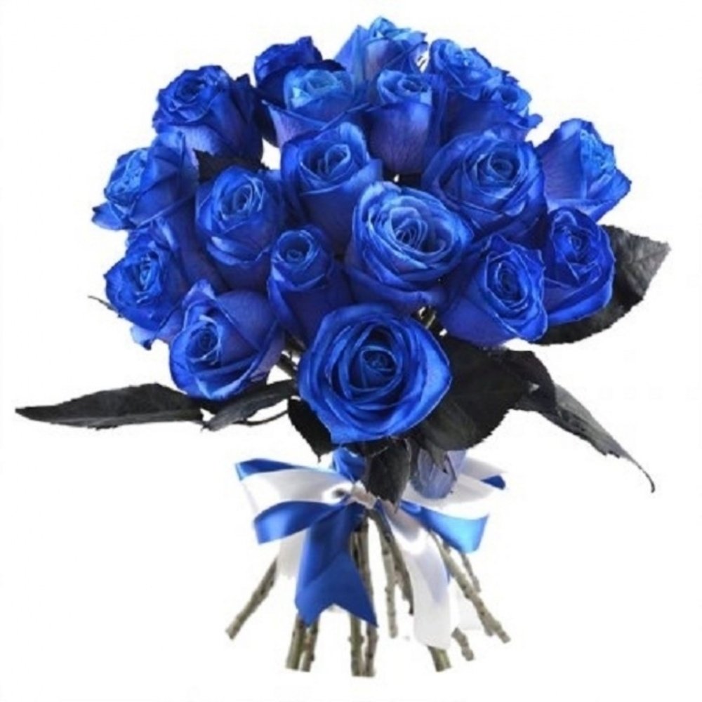 Комнатные синие розы
