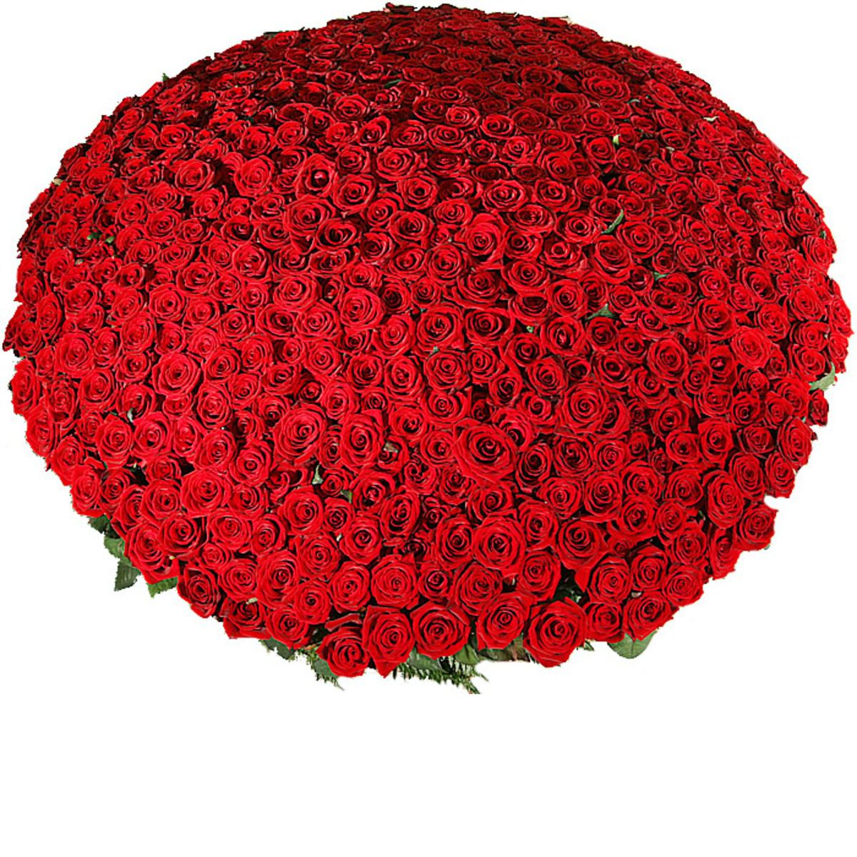 Купить розы в новосибирске недорого. Огромные букеты из роз. Букет роз огромный.